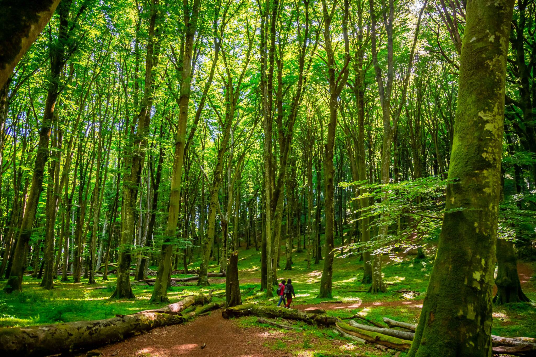 faggeta del monte cimino come arrivare