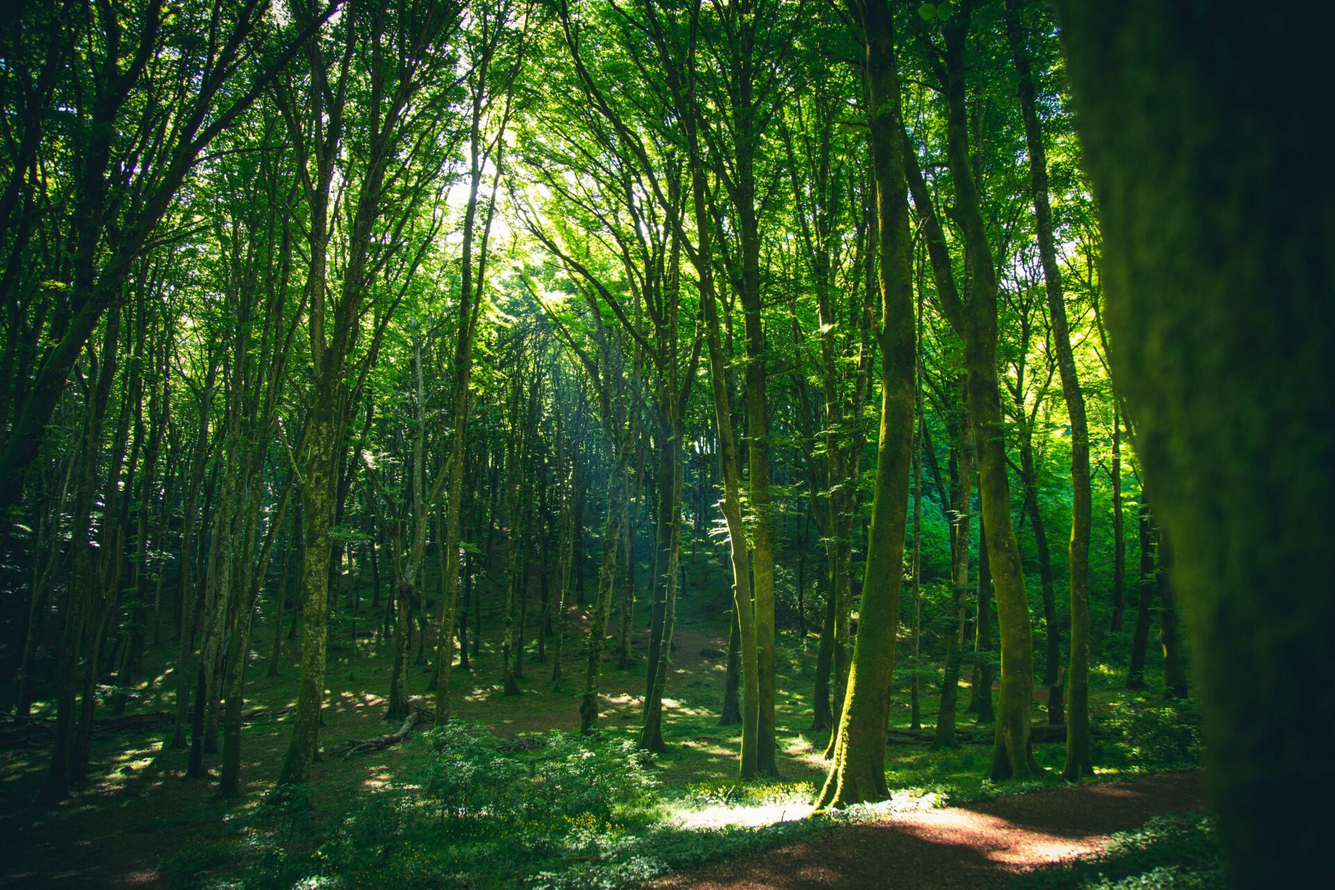 La selva oscura di Dante è realtà: visita la magica Faggeta del Monte Cimino